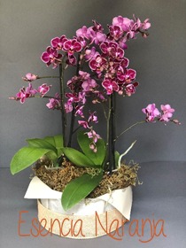 $1,690 Mini orquídea, 2 varas cada una